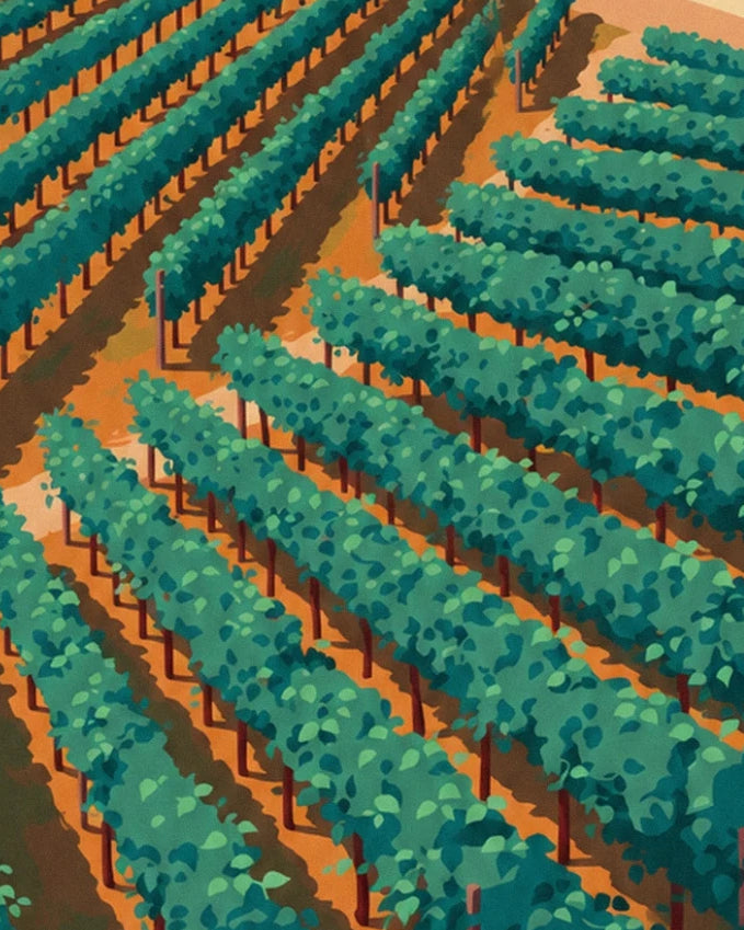 The staggered rows of deep green vines on ochre soil, in the sunshine