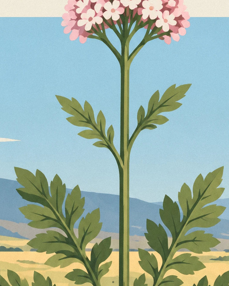 Valerian medicinal plant poster: close-up detail