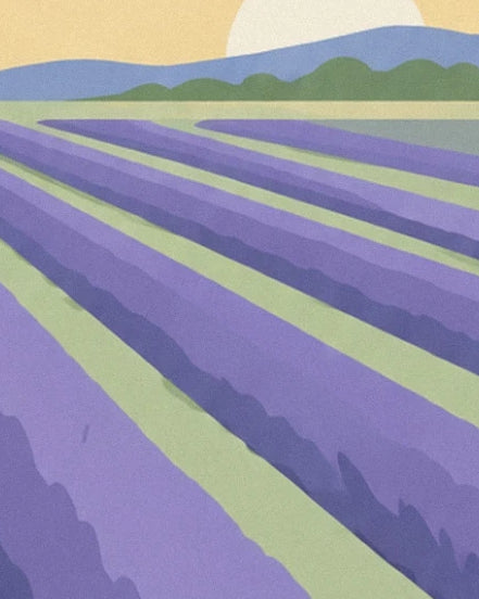 The purple rows of the lavender field in front of blue hills and green trees