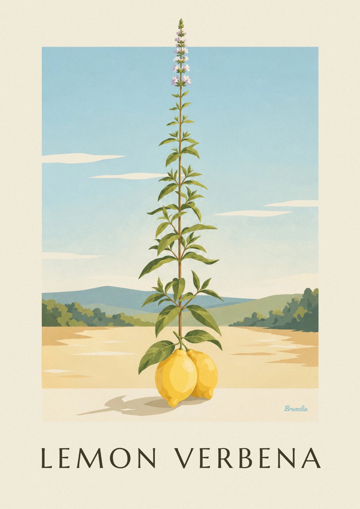 Botanical engraving of lemon and lemon verbena poster