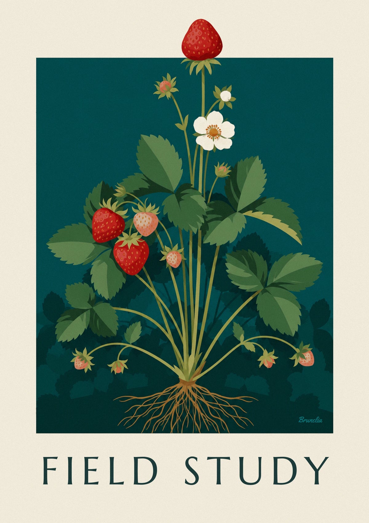 Affiche planche botanique du fraisier avec fleurs et racines