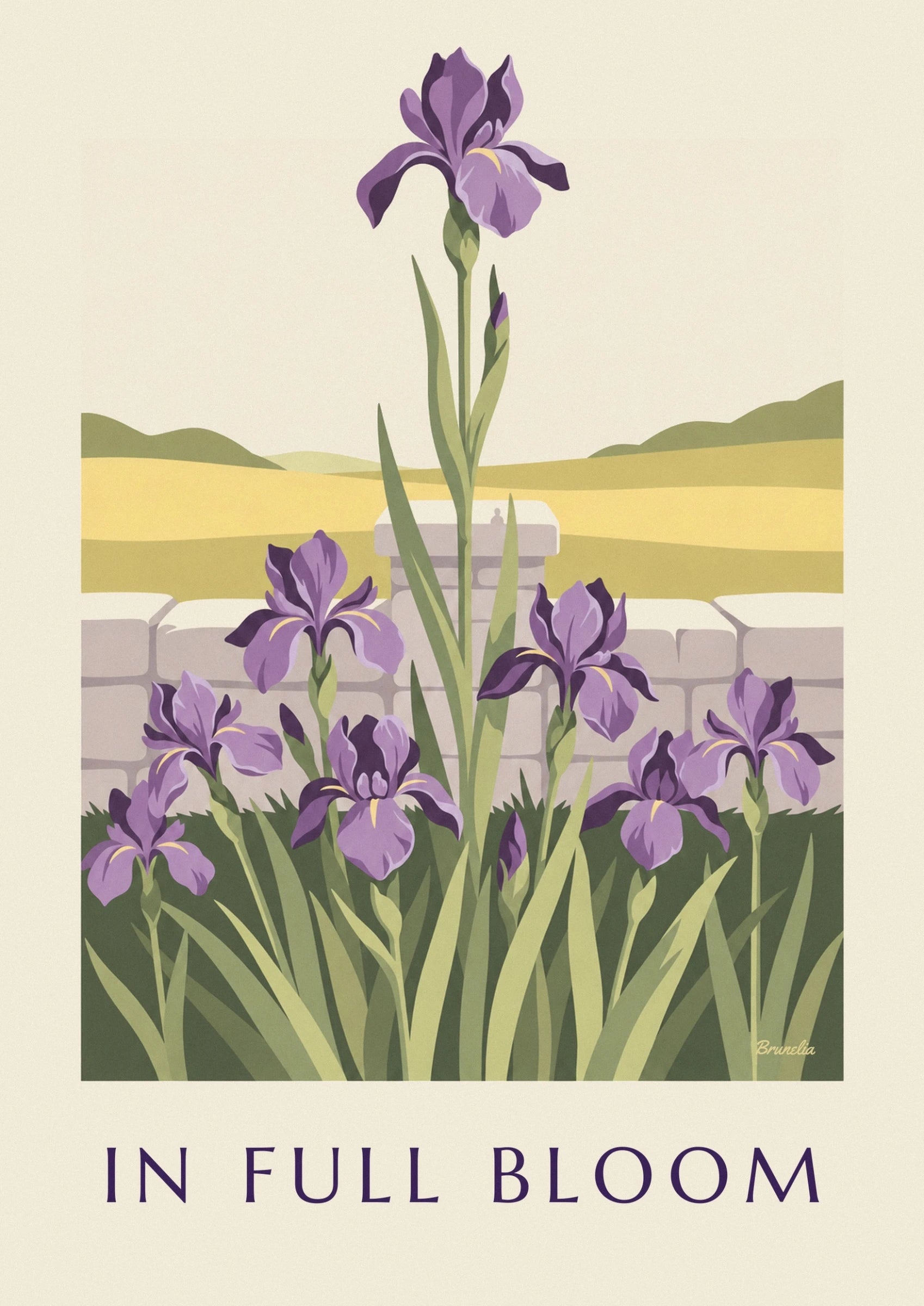 Un iris viola dai petali dischiusi e con sfumature gialle, sul suo stelo verde