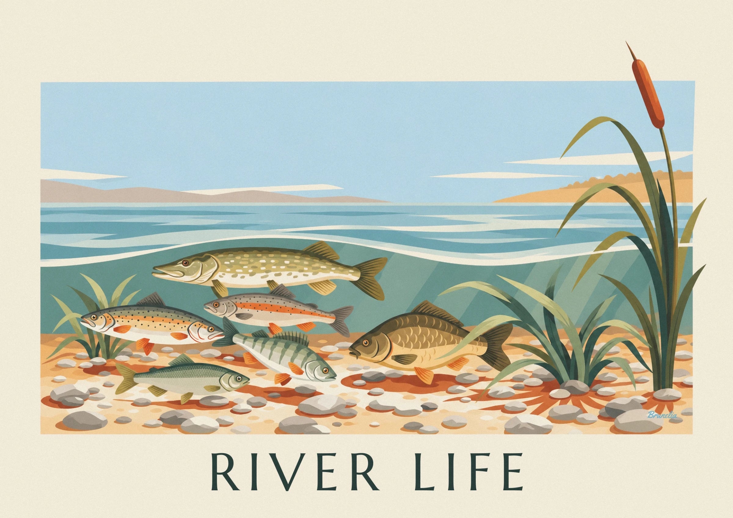Un brochet tacheté parmi les poissons de rivière, au-dessus du fond caillouteux