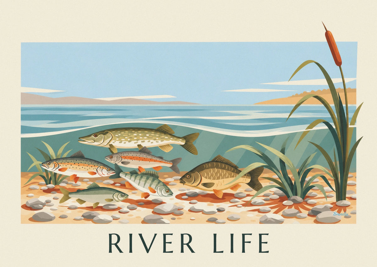 Affiche planche naturaliste de poissons d'eau douce dans la rivière